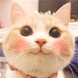 芬暖爱看