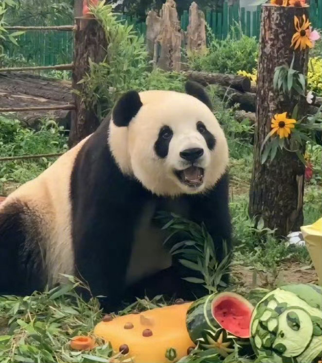 转赞的你被熊猫飞云盯住，运势翻三倍 