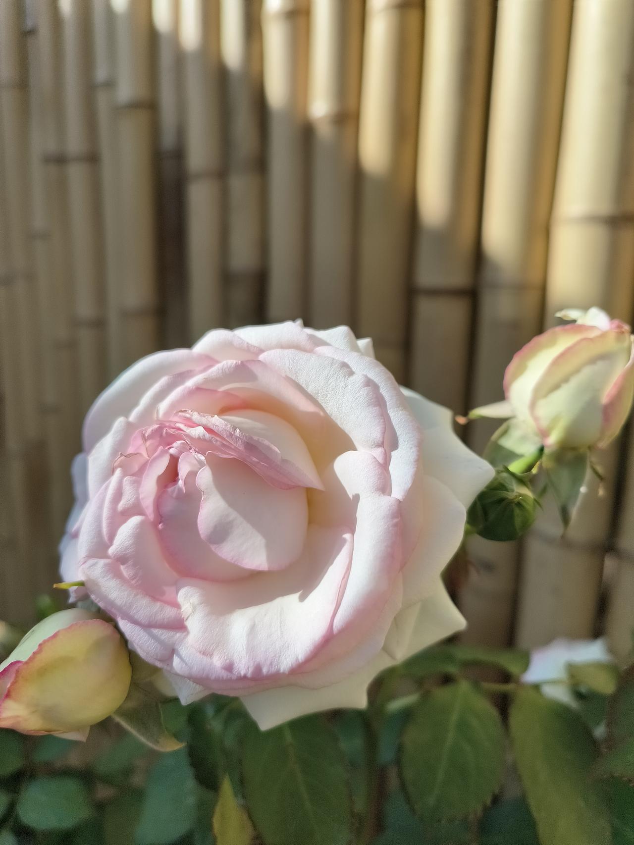 花开新天地～2025年春季上海国际花展随手拍～🌿🌿🌿🌿🌸🌸🌸🌸