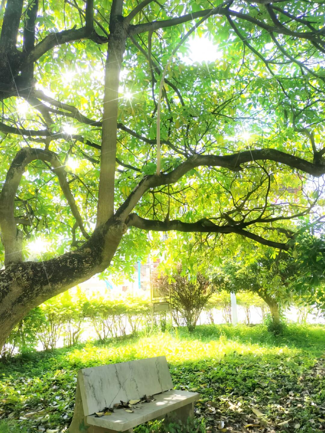 公园的树荫树影🌳