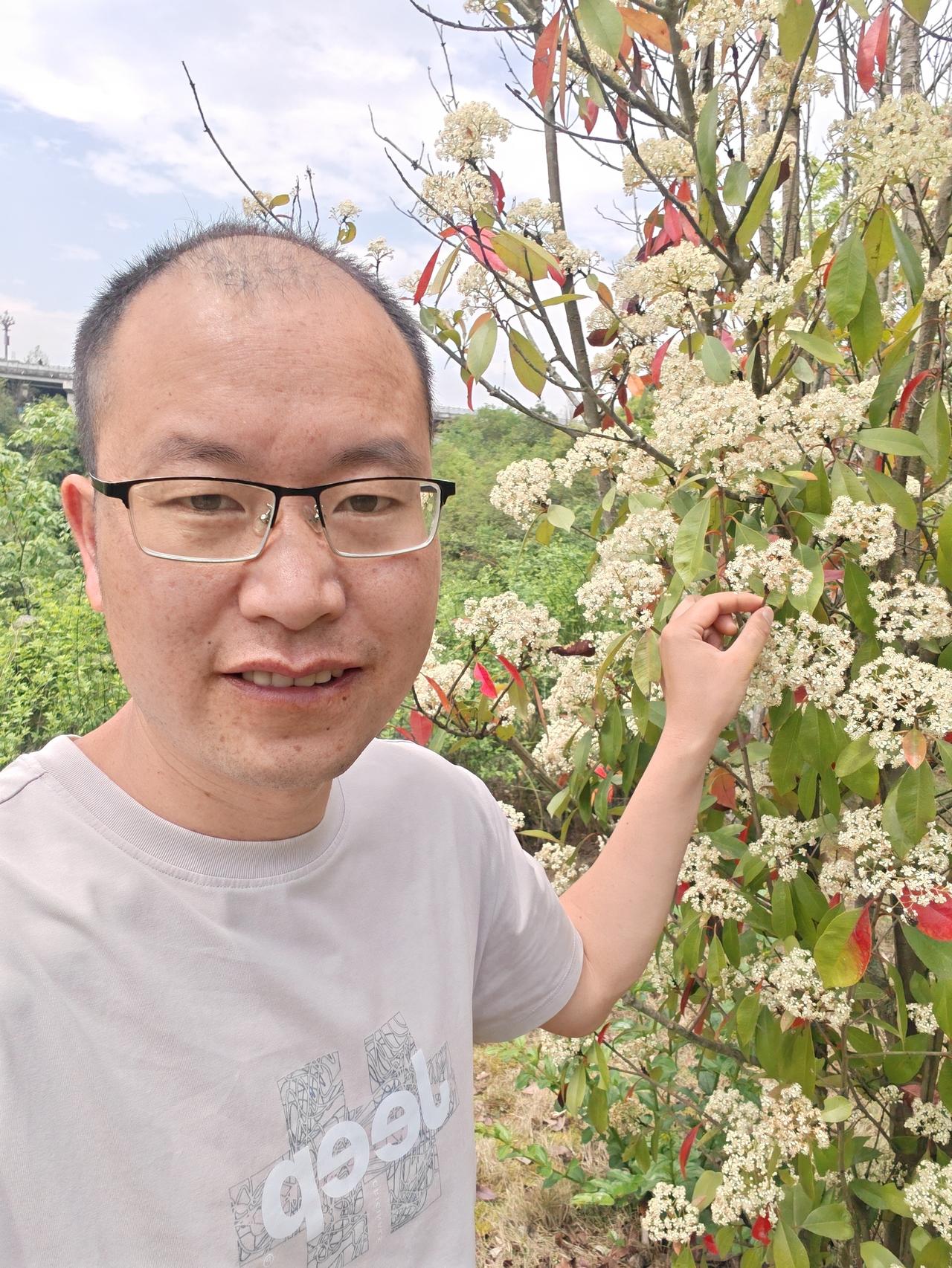 看着这树开得热闹的石楠花，像极了交易市场里的行情起落。它不会一直盛放，就像行情不