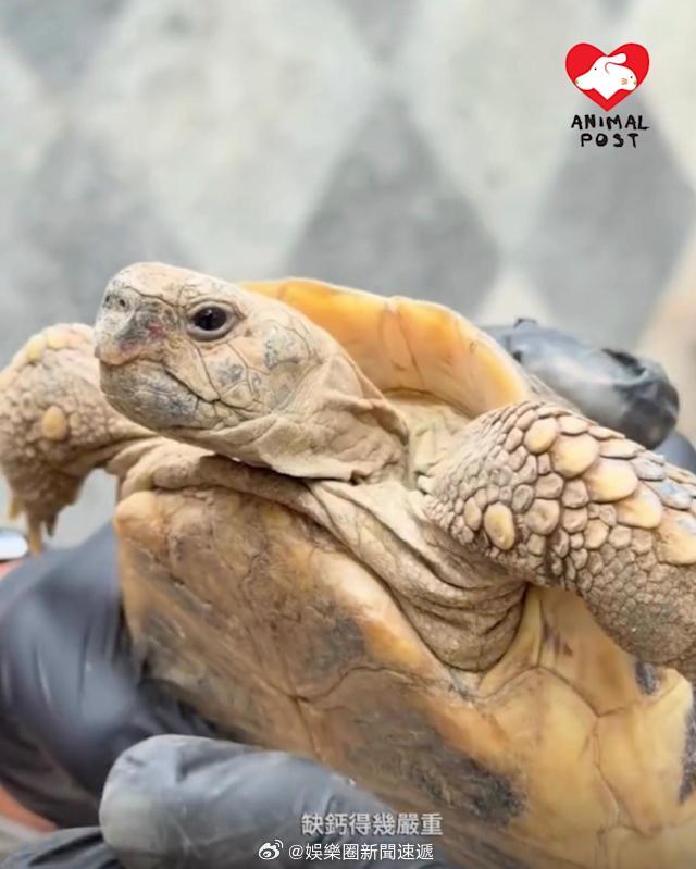 要爱护动物香港法律香港执法 「不懂游水陸龟 慘被棄荃灣華德公園掙扎險死 救龜組織