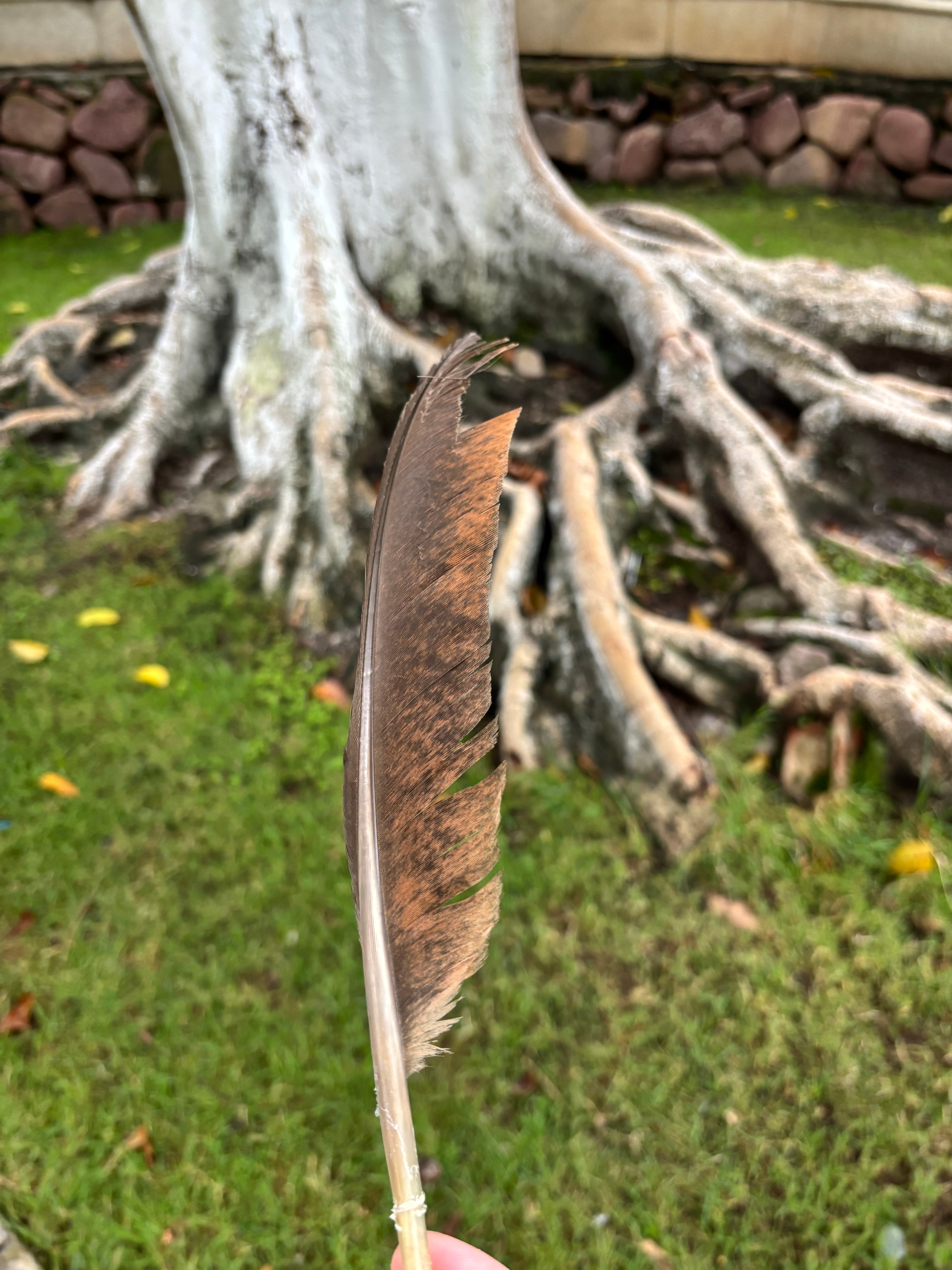 邛海宾馆黑天鹅咖啡馆旁边角落（靠邛海边），他们自营的炸土豆别错过。喜欢粉糯口感？