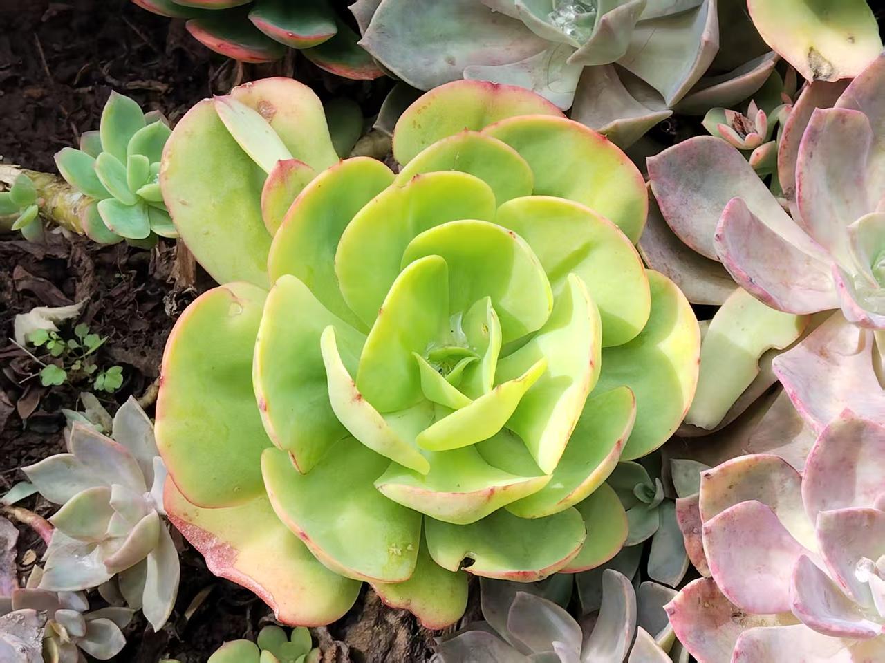 被传歪了的成语一一一人尽可夫

公元前697年，郑国话事人厉公实在受不了把持朝政