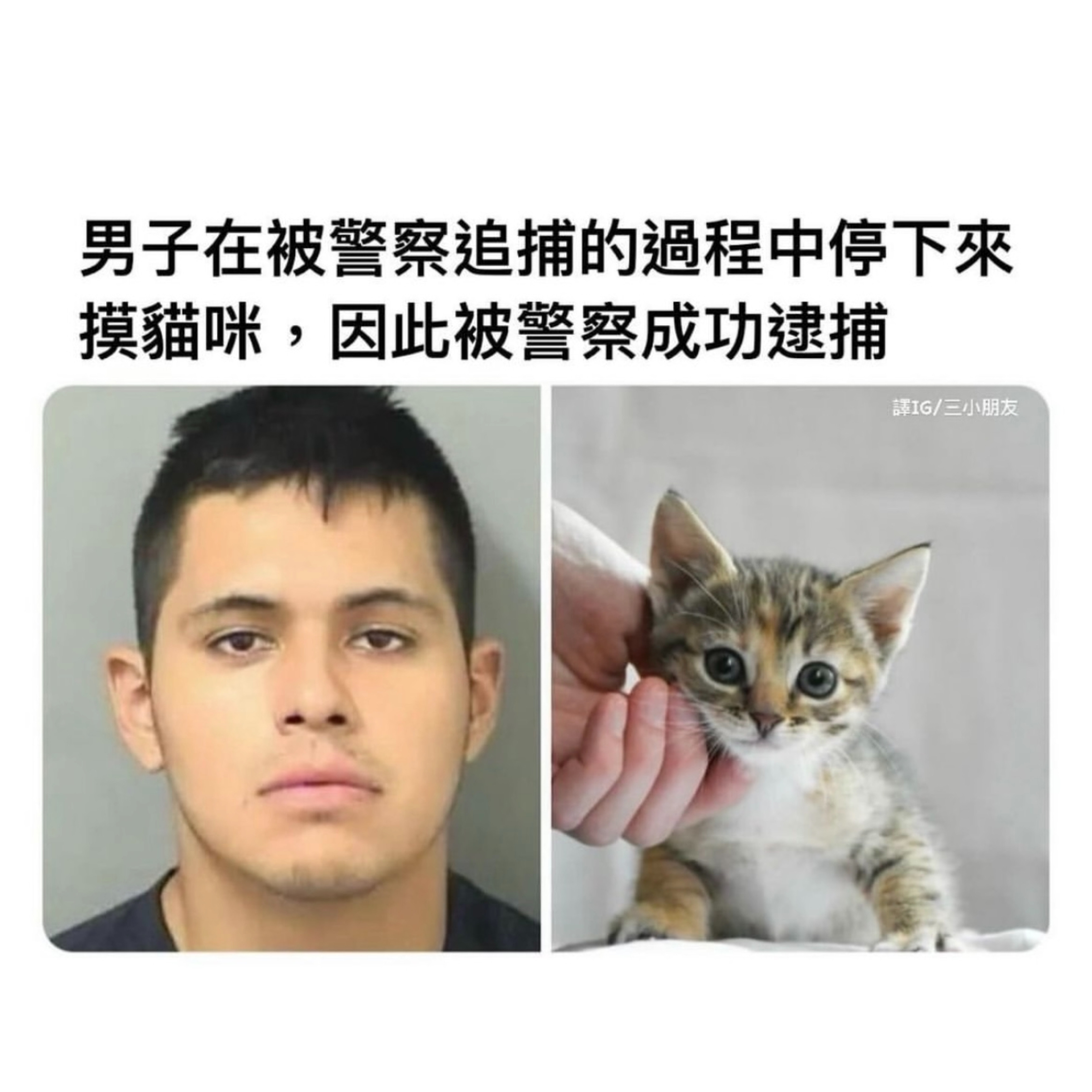 猫猫队立大功！#meme# ​​​