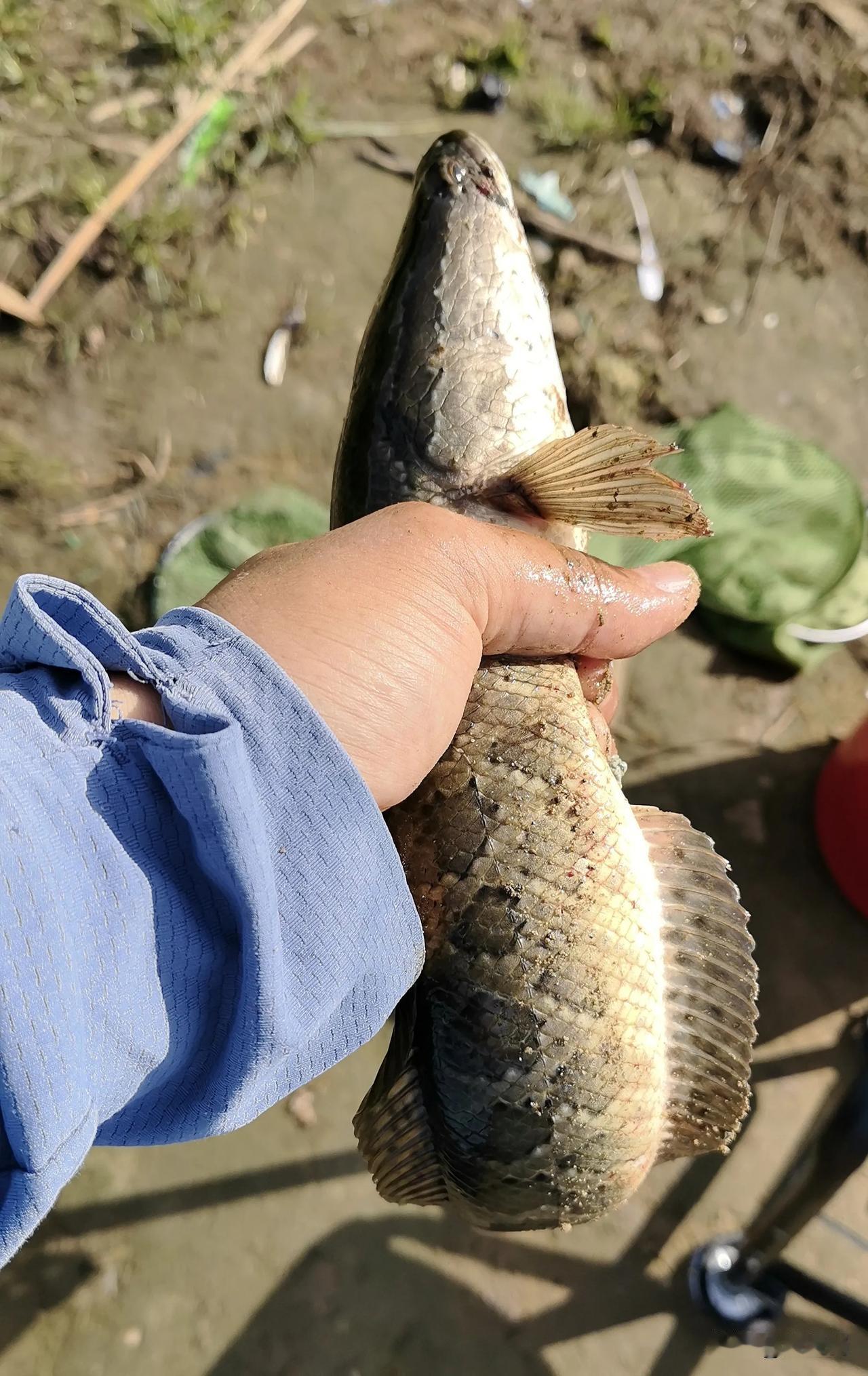 大快人心！抓了一条大黑鱼。
你知道有黑鱼有什么特点吗？
鱼头呈现“方”形，披着花