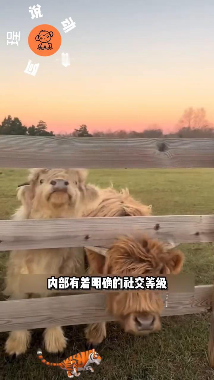 高地牛不仅能认出熟悉的人，还会记住究竟是谁对它们好。这种长毛牛向来以性情温和稳重