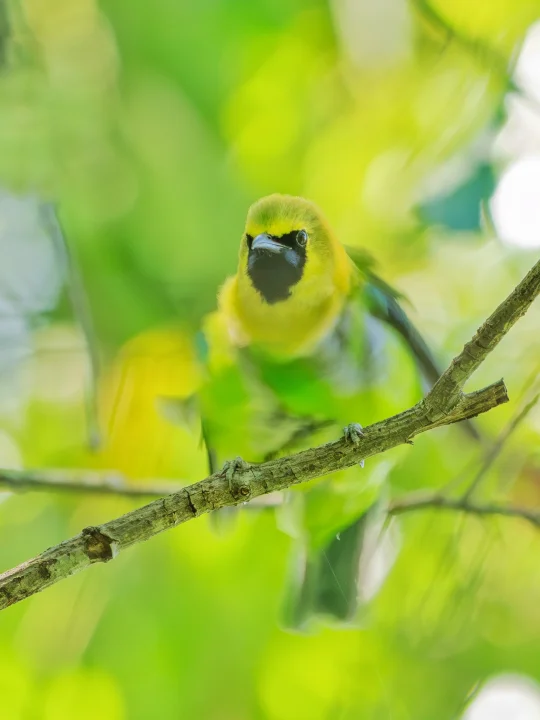 问：如何把自己变成一幅油画