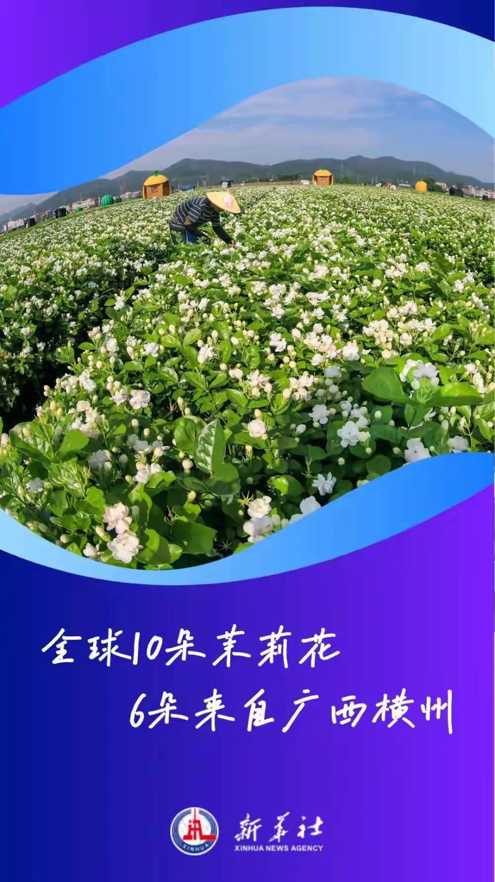 好兆头！横州茉莉再发新芽吐新蕊[给力]
横州，素有“中国茉莉之乡”“世界茉莉花都