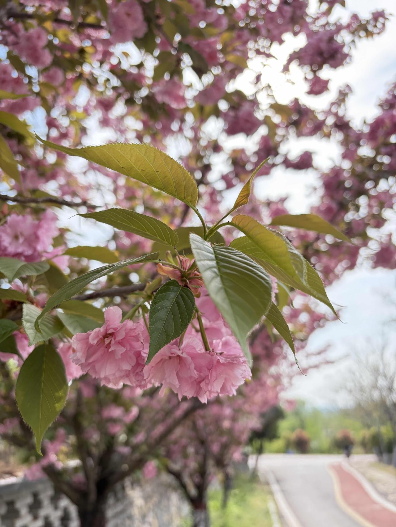 晚樱开了，春天的浪漫才刚到高潮✨

风一吹，满树粉云就漫了开来。晚樱不像早樱那样