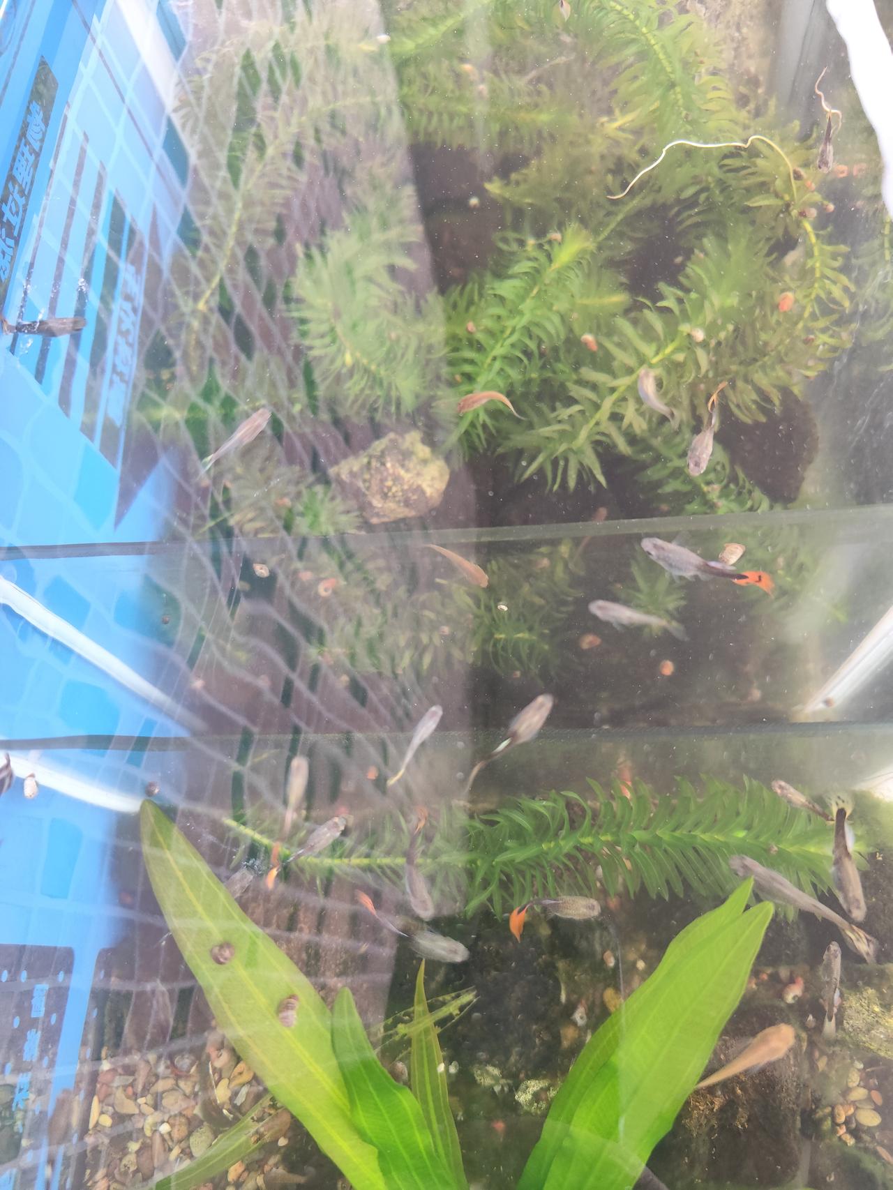 清明节后气温回升，我家鱼缸里的孔雀鱼繁殖生长那叫一个旺盛。看着它们艳丽的扇尾在水