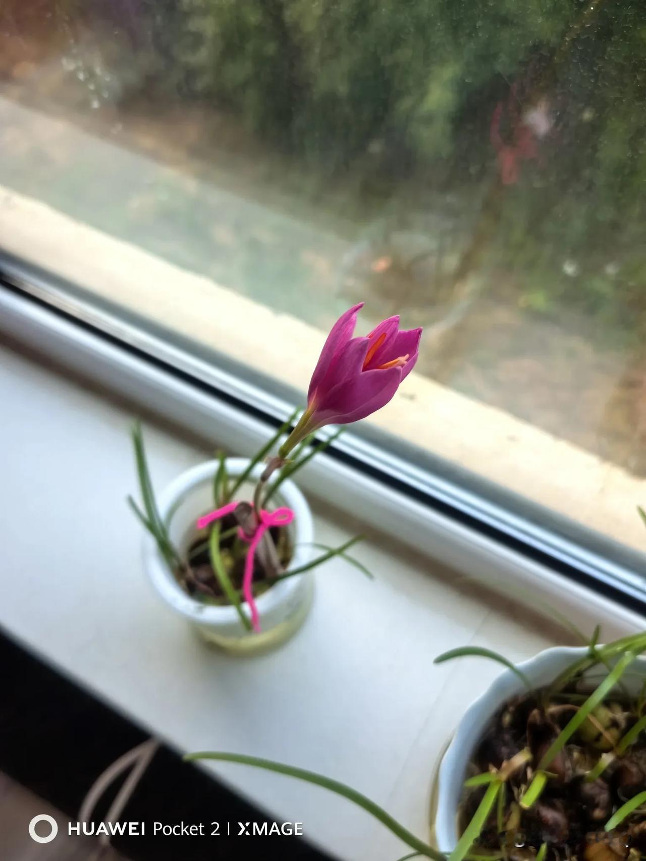 去年腊月网上买了几个郁金香球种，说过年就能开花。精心照顾一个月，过年连一个开花的