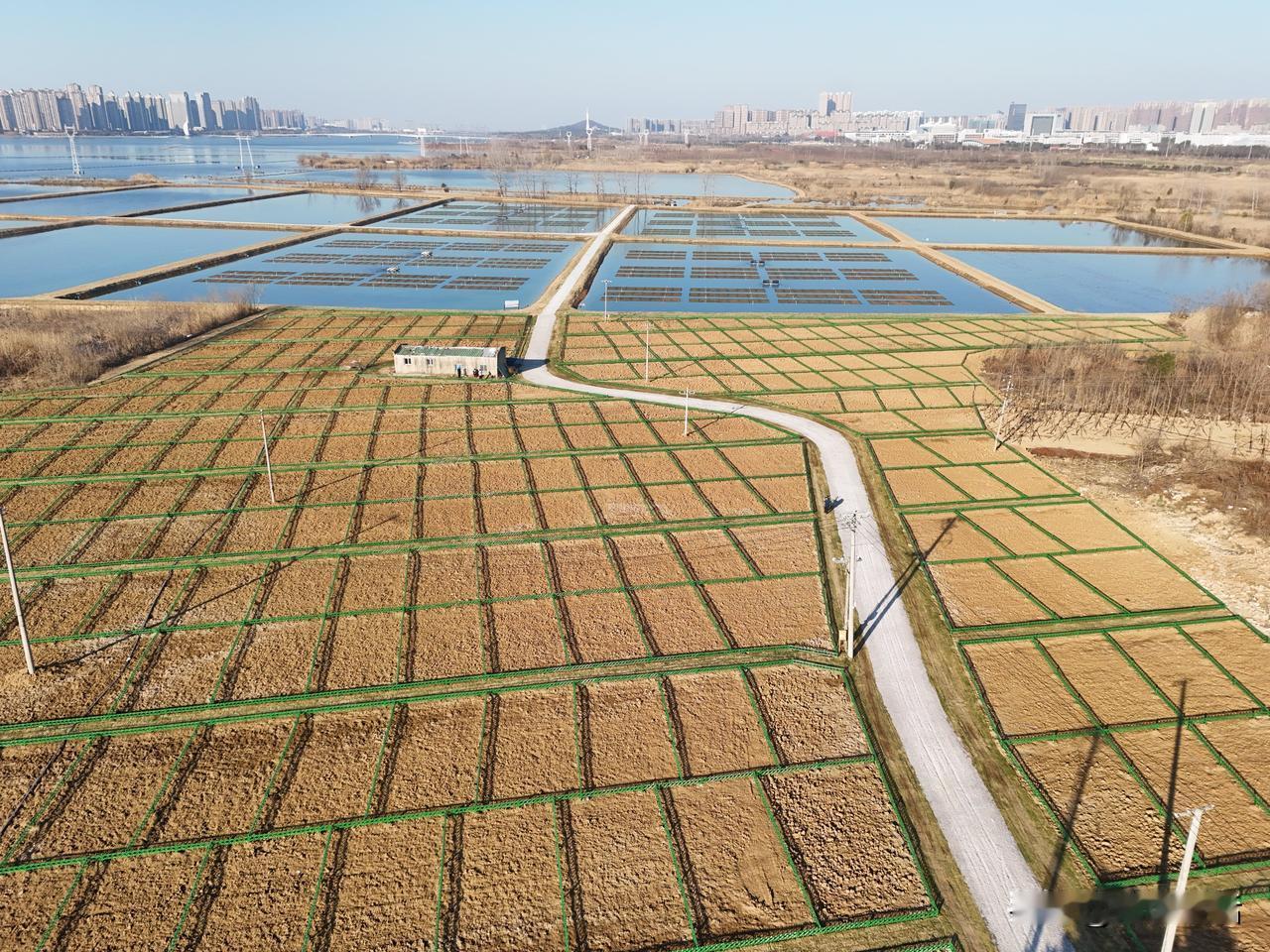 蚌埠龙子湖南岸又开辟出许多地块，划成一个一个方格子，看样子是跟去年龙子湖西岸一样