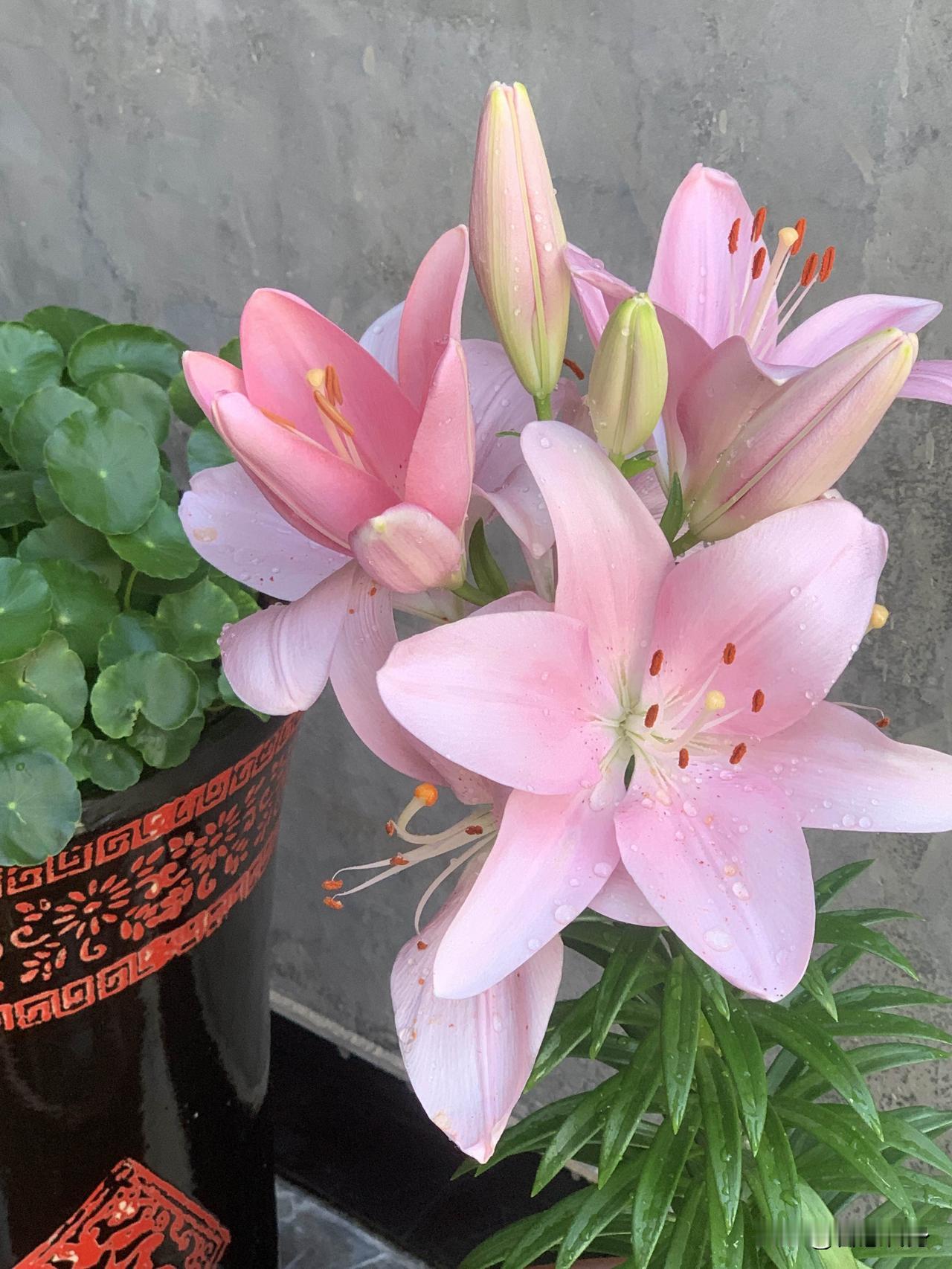 花开了