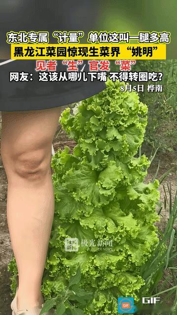 “解释不清了！”黑龙江一男子在菜园里撒了把生菜种子，别的生菜都规规矩矩矮趴趴贴地