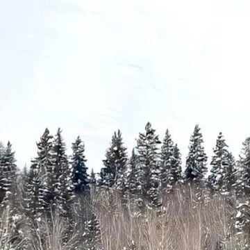 生活手记  每个冬天的句点都是春暖花开 