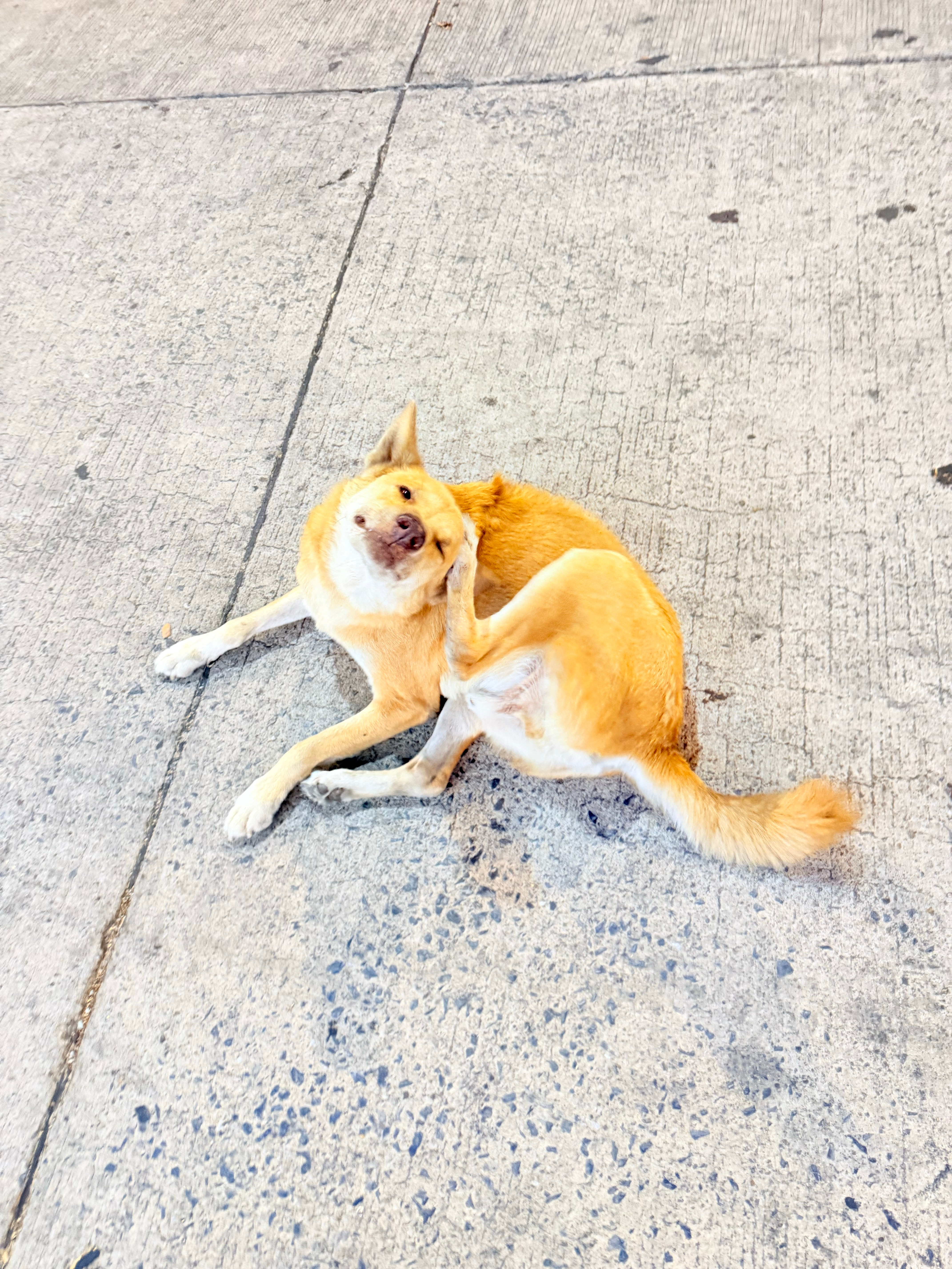 每日一狗