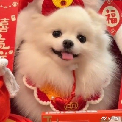 宠物过年的统一装扮  第一批回村的狗已经开始撞衫了 不少年轻人回家过年不忘带宠物