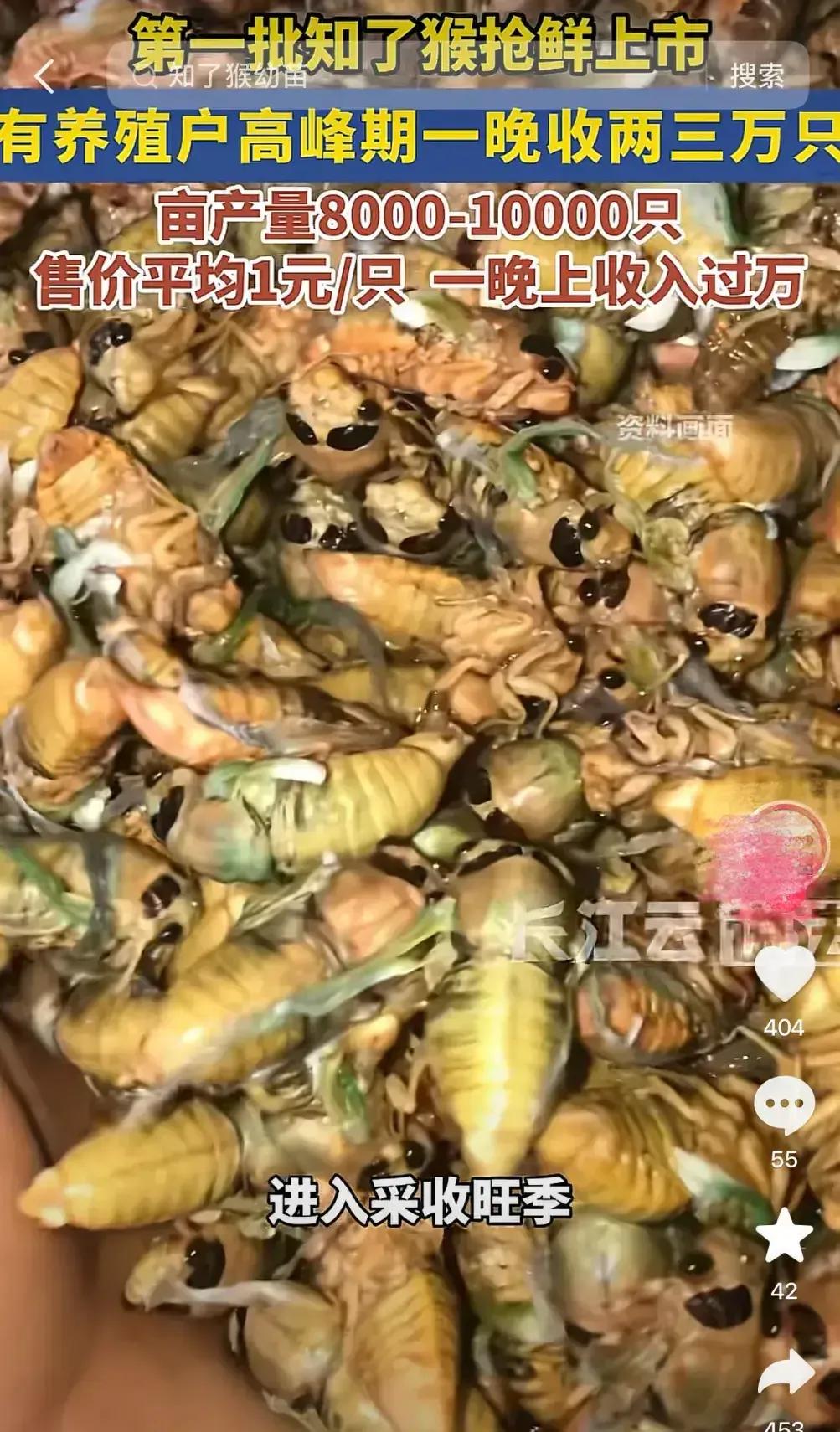 又到了知了猴收购的季节，我还以为只有山东人能够抓住这一商机，没想到今年浙江人先行