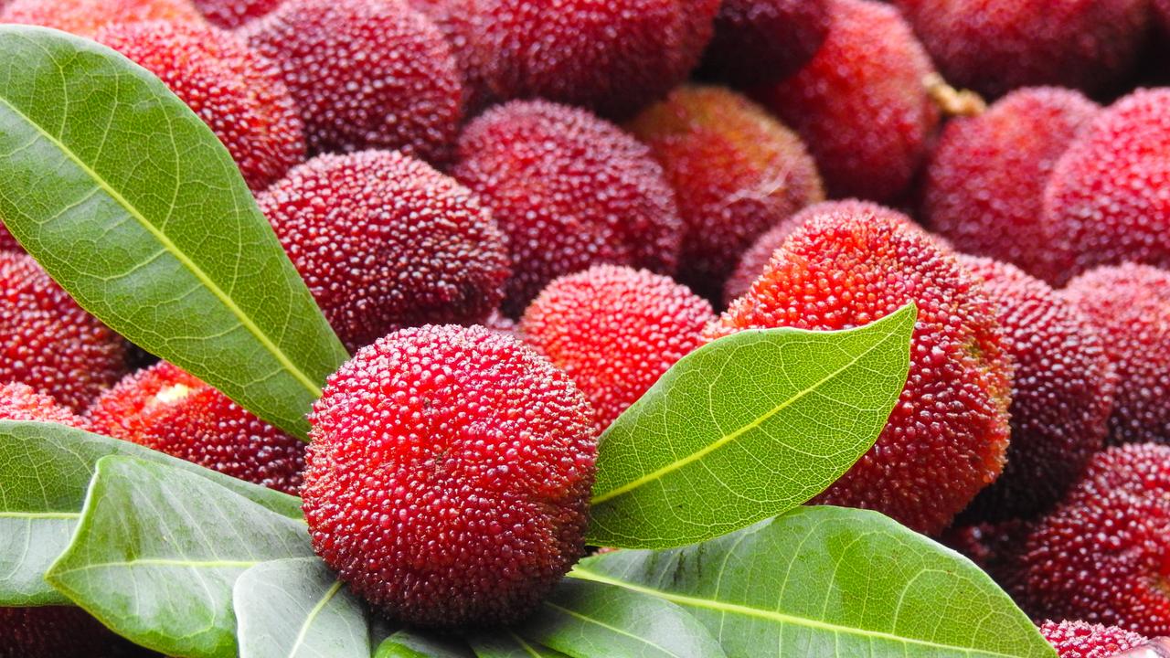 冷知识：杨梅里的小白虫无毒，是天然果蝇幼虫，盐水泡一泡就能清除

每到杨梅上市的