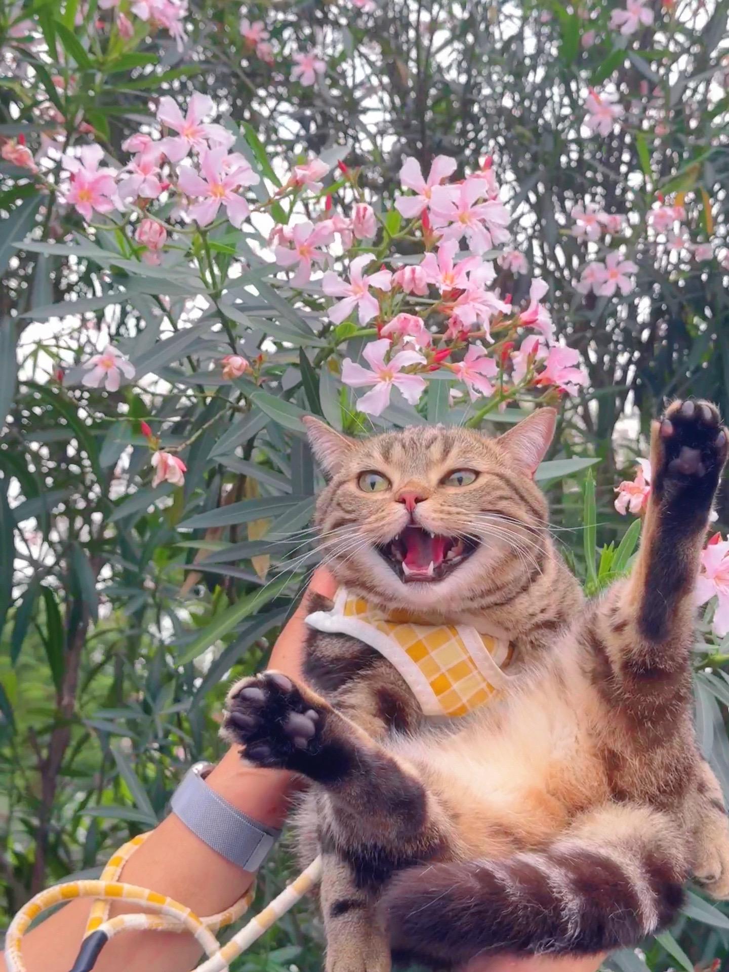 春天的花和财财。快乐加倍