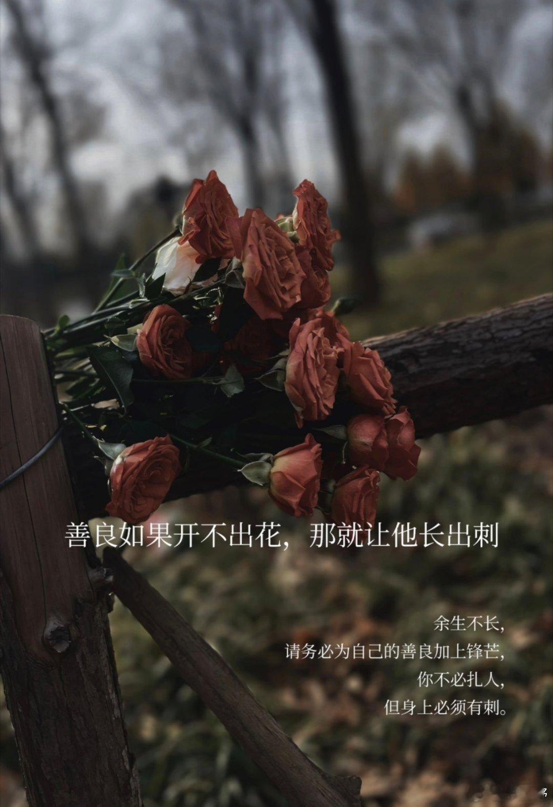 你有不伤别人的教养，却缺少一种不被人伤害的气场。若没有人护你周全，就请以后善良中
