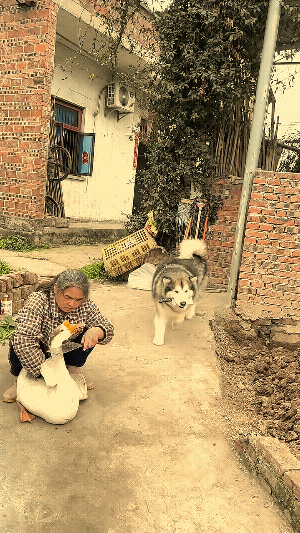 这狗子挺会演啊，装的也很到位。
递D时完了兄弟，作揖时诚心诚意，捂眼时演技在戏，