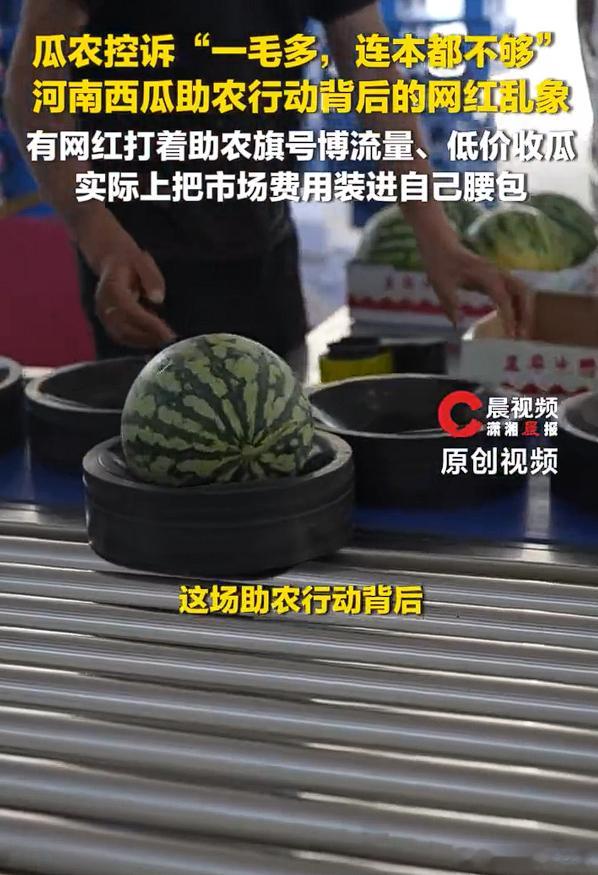 滞销西瓜被网红压价到一毛多一斤市场供需失衡导致西瓜降价可以理解，但刻意借滞销恶意
