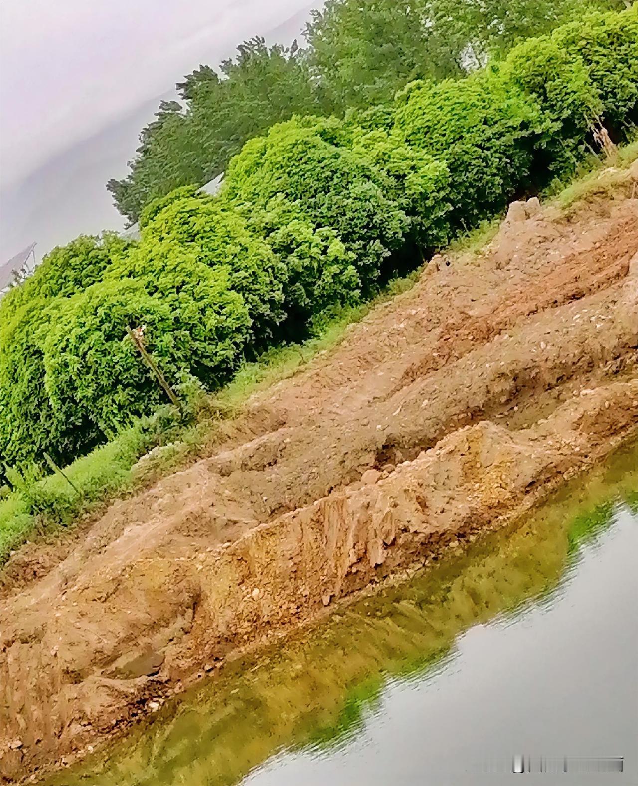 《绿树清水（李林摄于汉中城固》