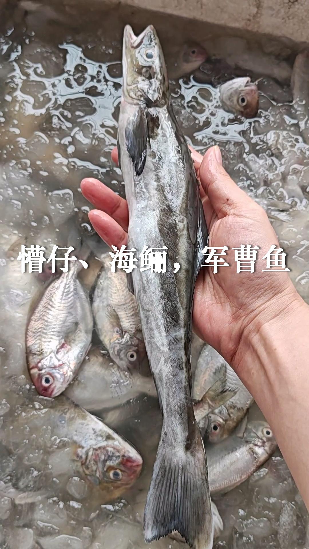 海杂鱼25一斤，哪种划算，广州莲花山码头。

1、懵仔、海鲡，军曹鱼，太小，说不