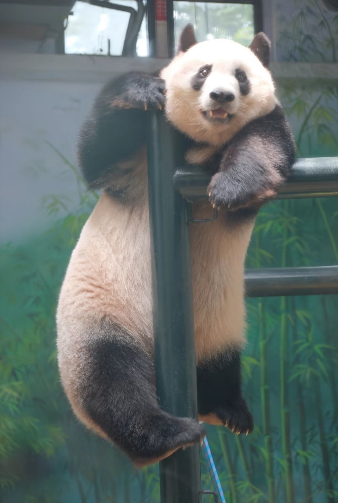 香果妹妹离开快半年了 