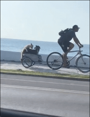 狗子们刺激的旅途 ​​​