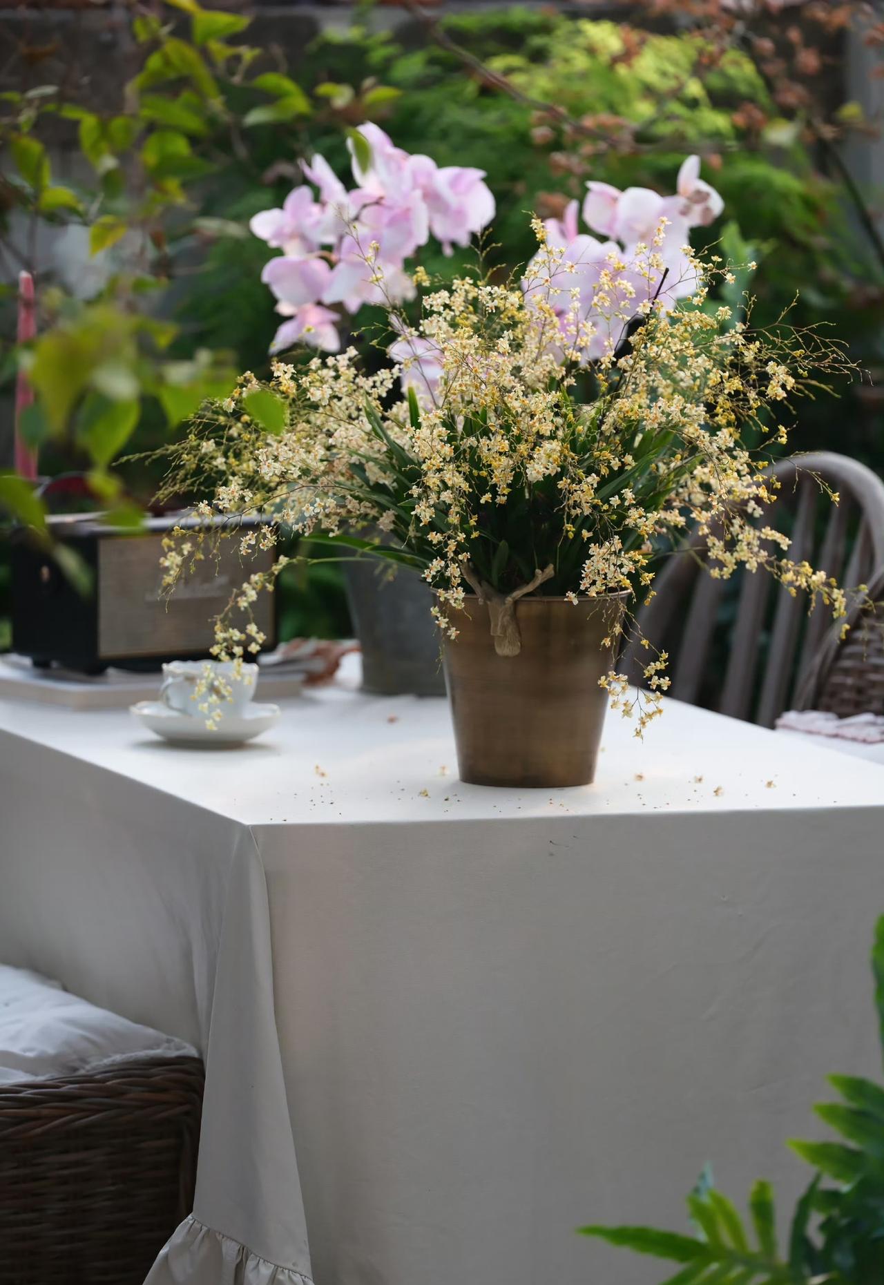 总有些小生命为治愈你而来🐈