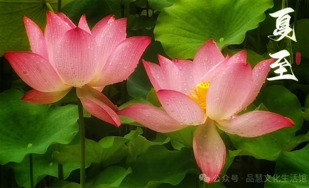 夏至未至却来到……