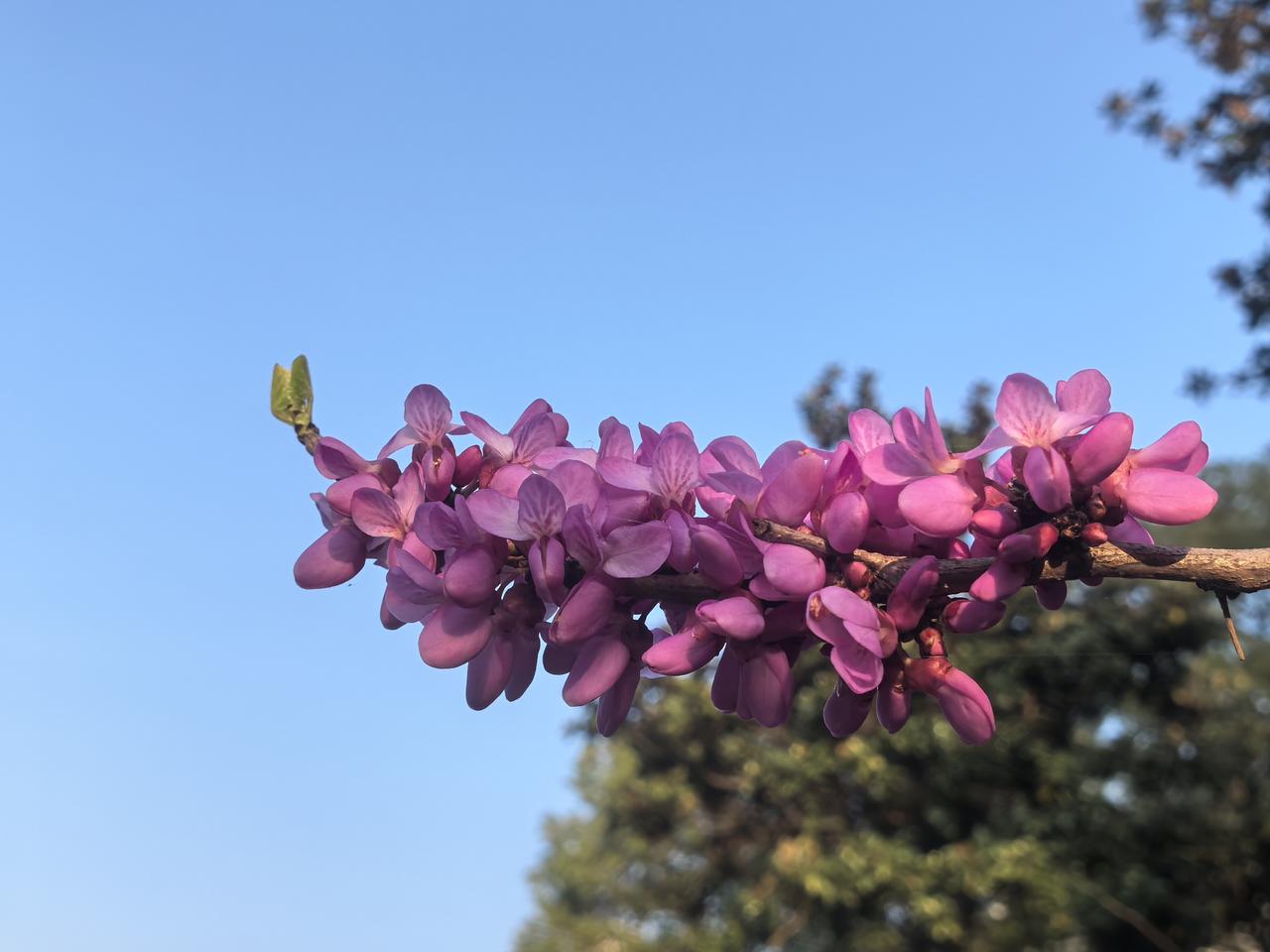 扬州紫荆别样红
 
烟花三月的扬州，春风拂过，满城紫荆开得热烈烂漫。瘦西湖畔、古