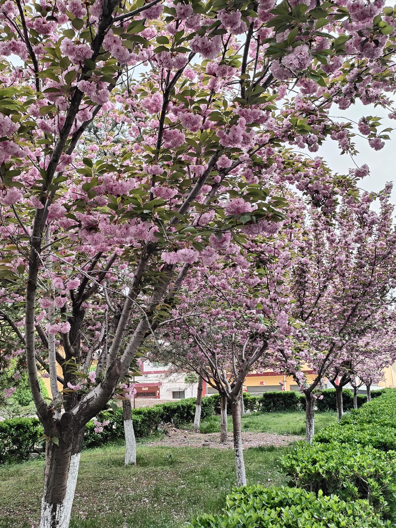 治愈风景图分享春日里的一场樱花盛宴，粉簇如云缀满枝头。微风轻拂，花影摇曳，漫步树