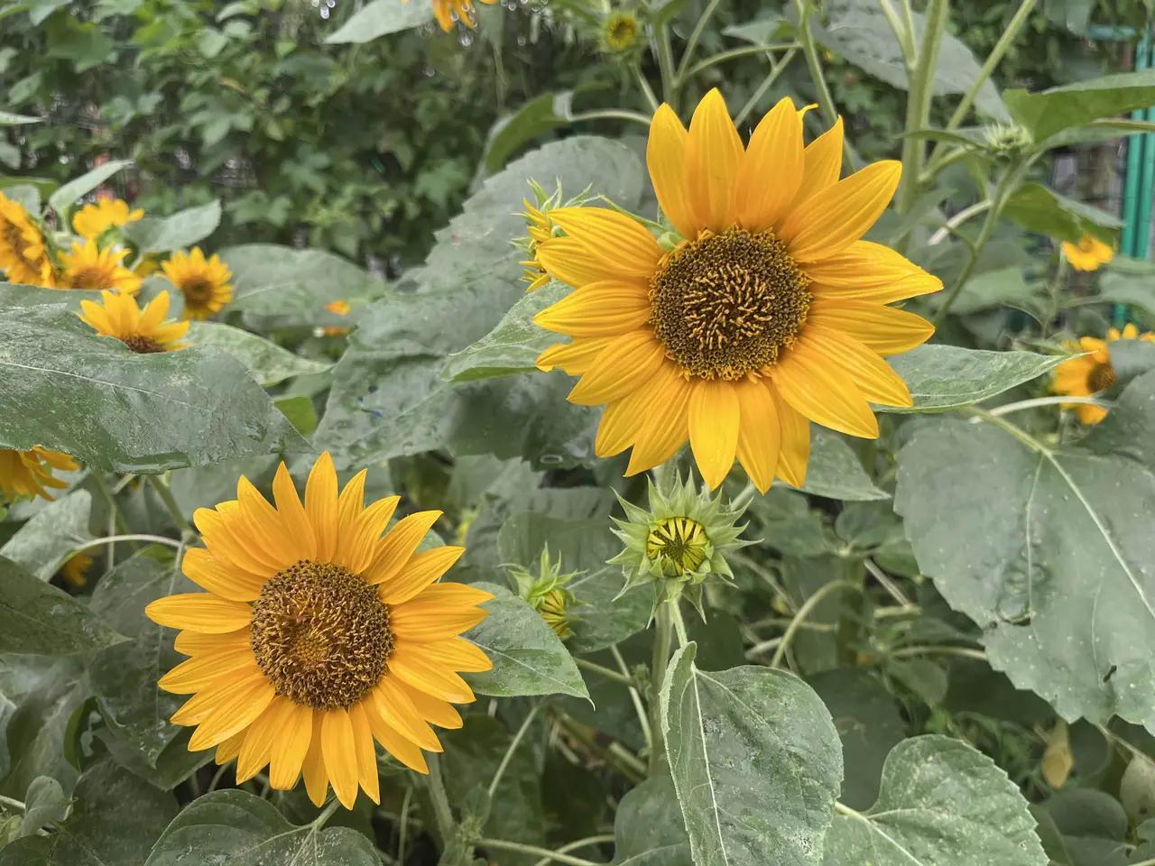 夏日生活打卡季
