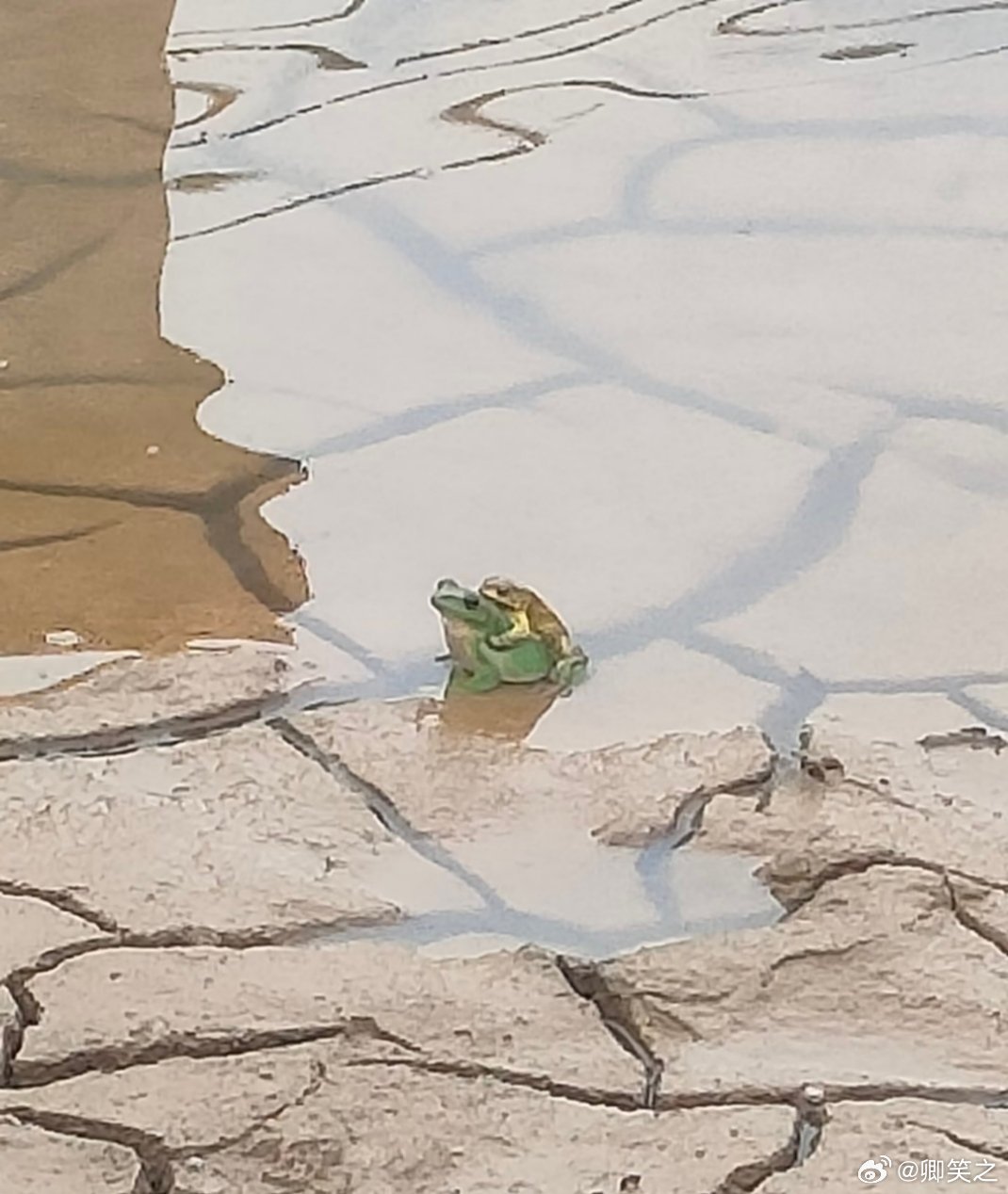 这是吃上天鹅肉了，我反对这门亲事