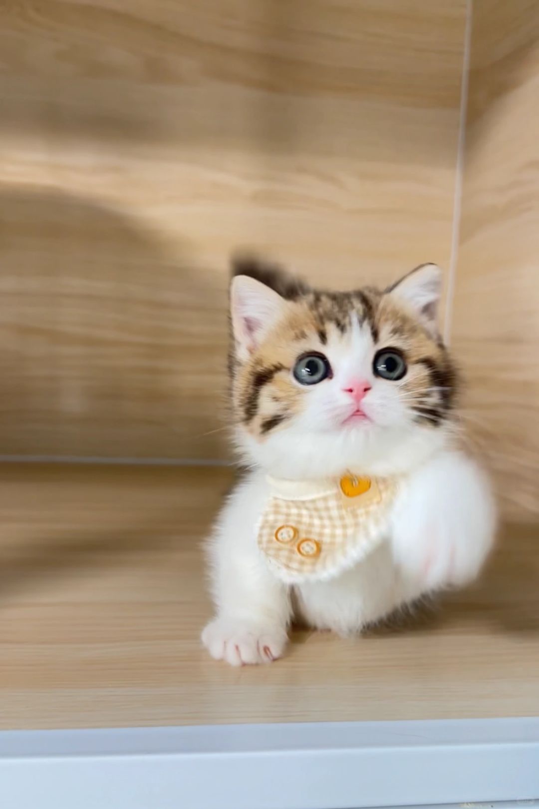 这娃一看就聪明 金虎斑加白矮脚猫
