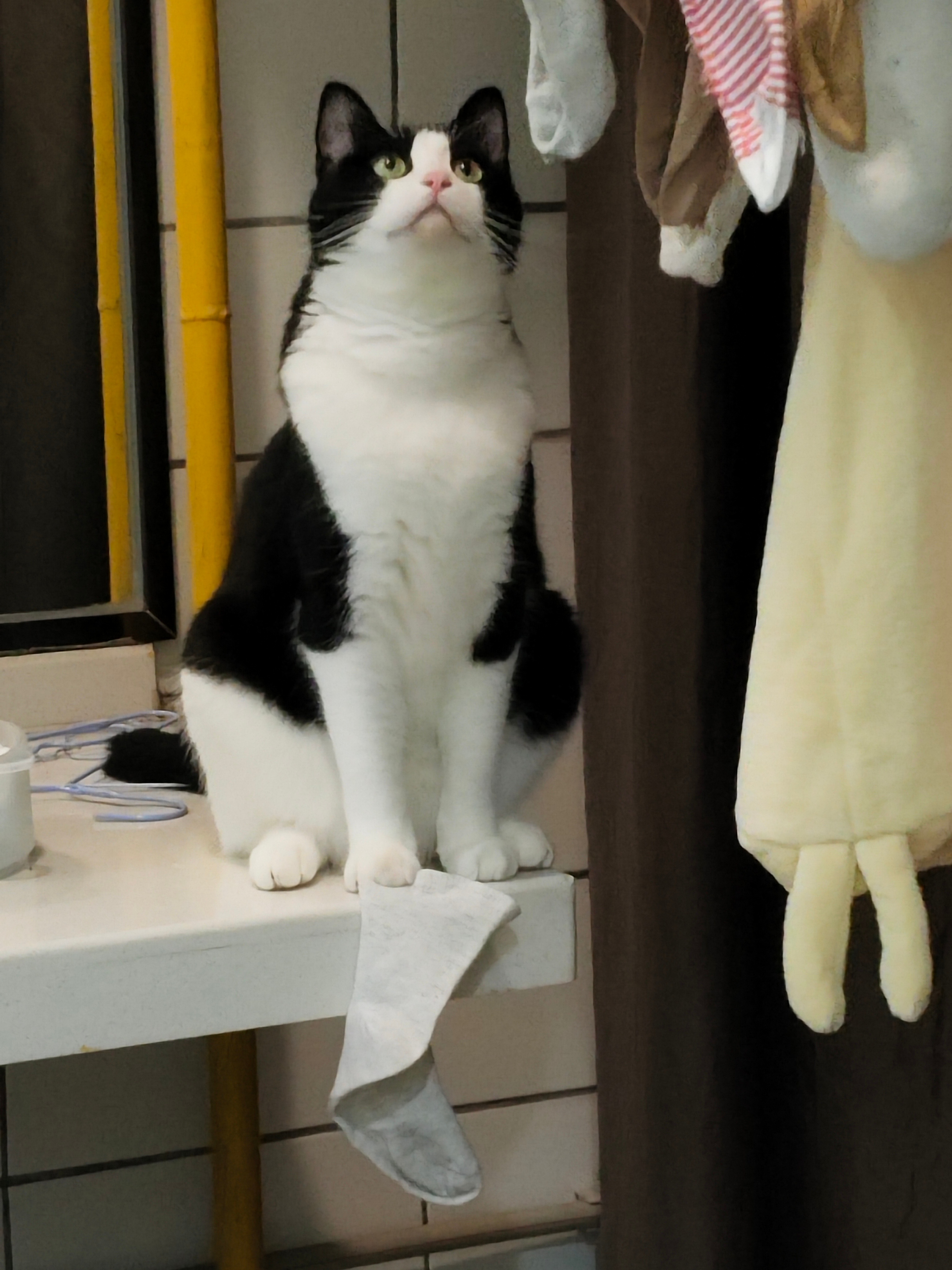 您不要闹了，没有人会相信这是您的袜子。daily奶牛猫 （投稿：） 