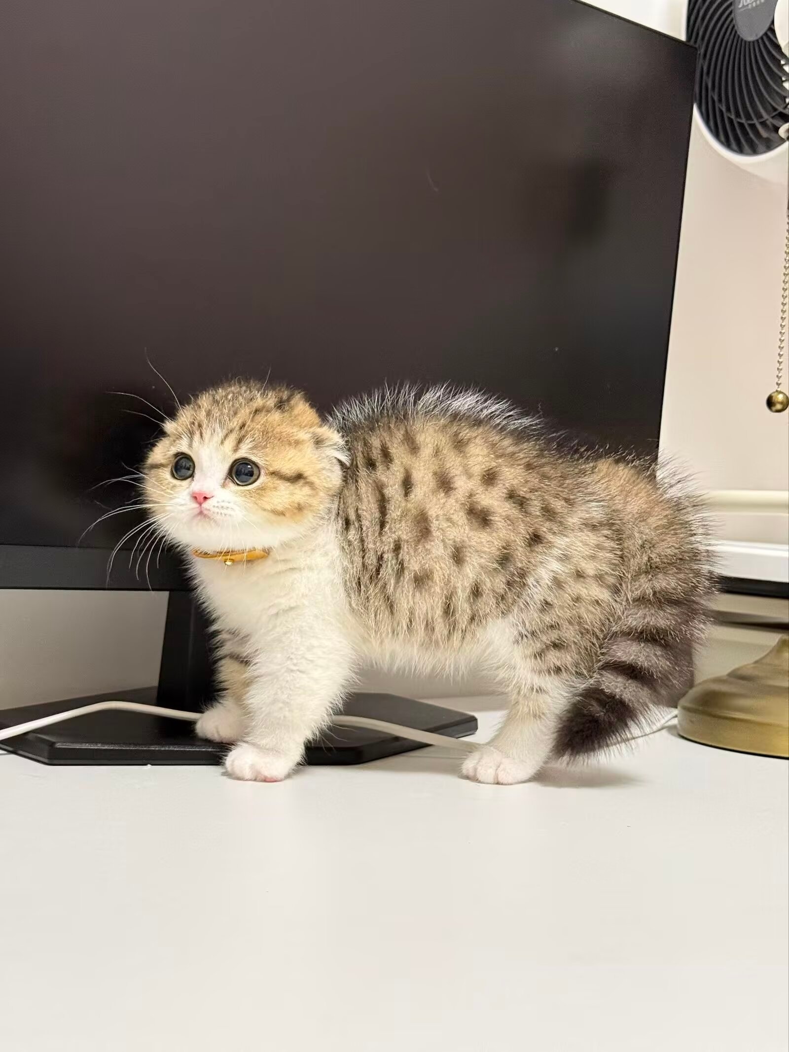 猫咪：你不要过来啊🥹 