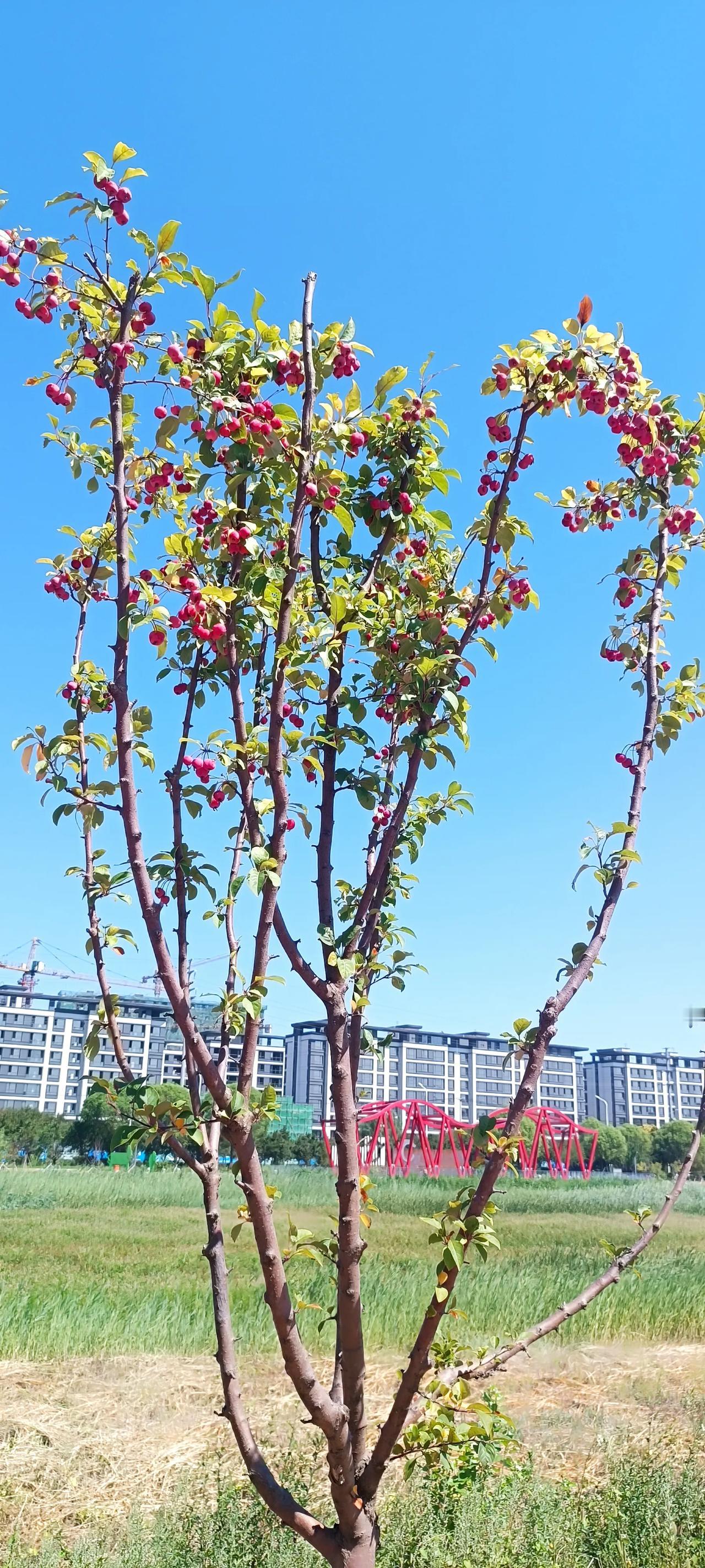 晒图笔记大赛谁能告诉我这是啥树，结的啥果，能吃吗？