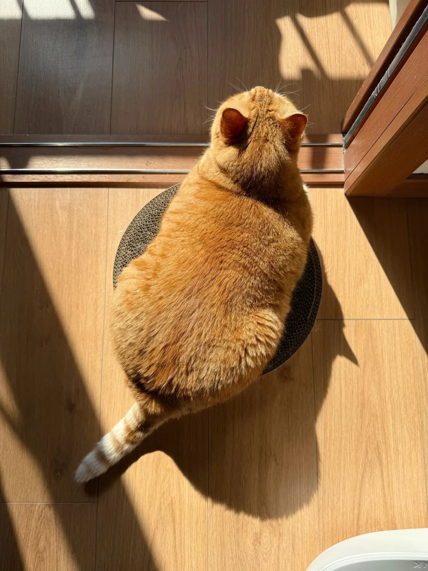 小猫咪是懂养生的 沐浴阳光。