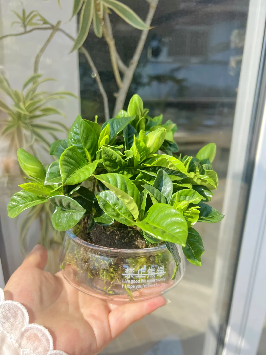 静待花开🌸栀子花苔藓球