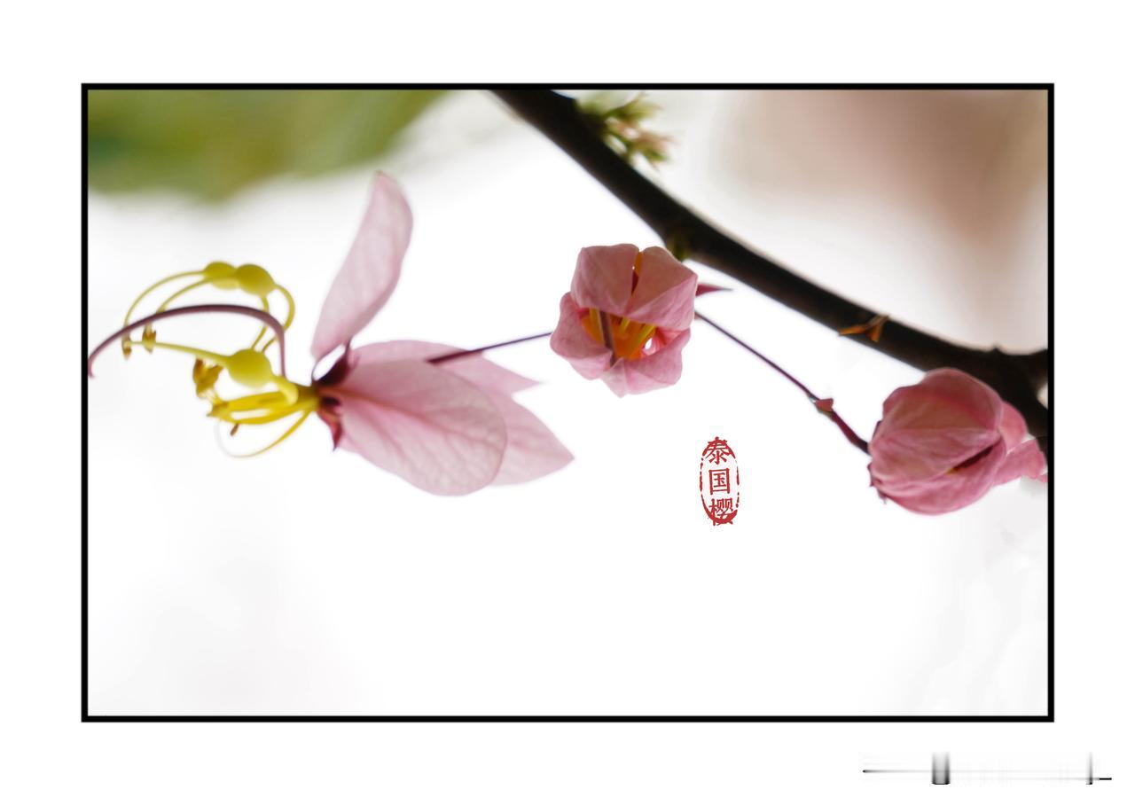 大沙河湿地公园，开得正盛的泰国樱花（花旗木），花簇疏密有致，颜色粉白渐变的花瓣层