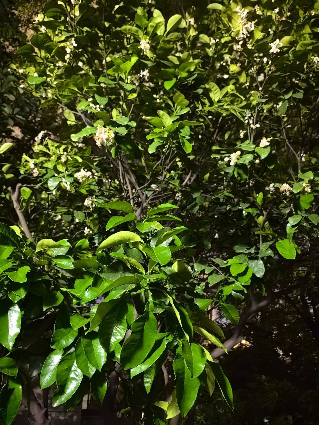 春天的长沙，真的好香，空气里确实是香甜的味道，满城花香。 