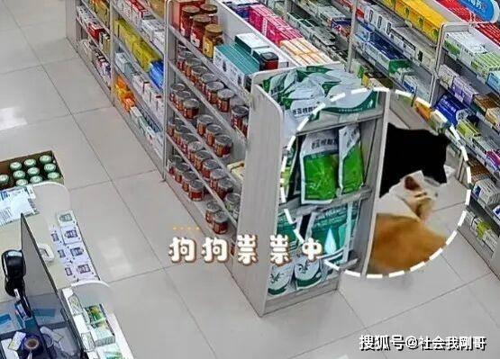 《爆火！长沙两只狗狗“偷药”分工明确，网友：这智商，不当警犬可惜了》

近日，长