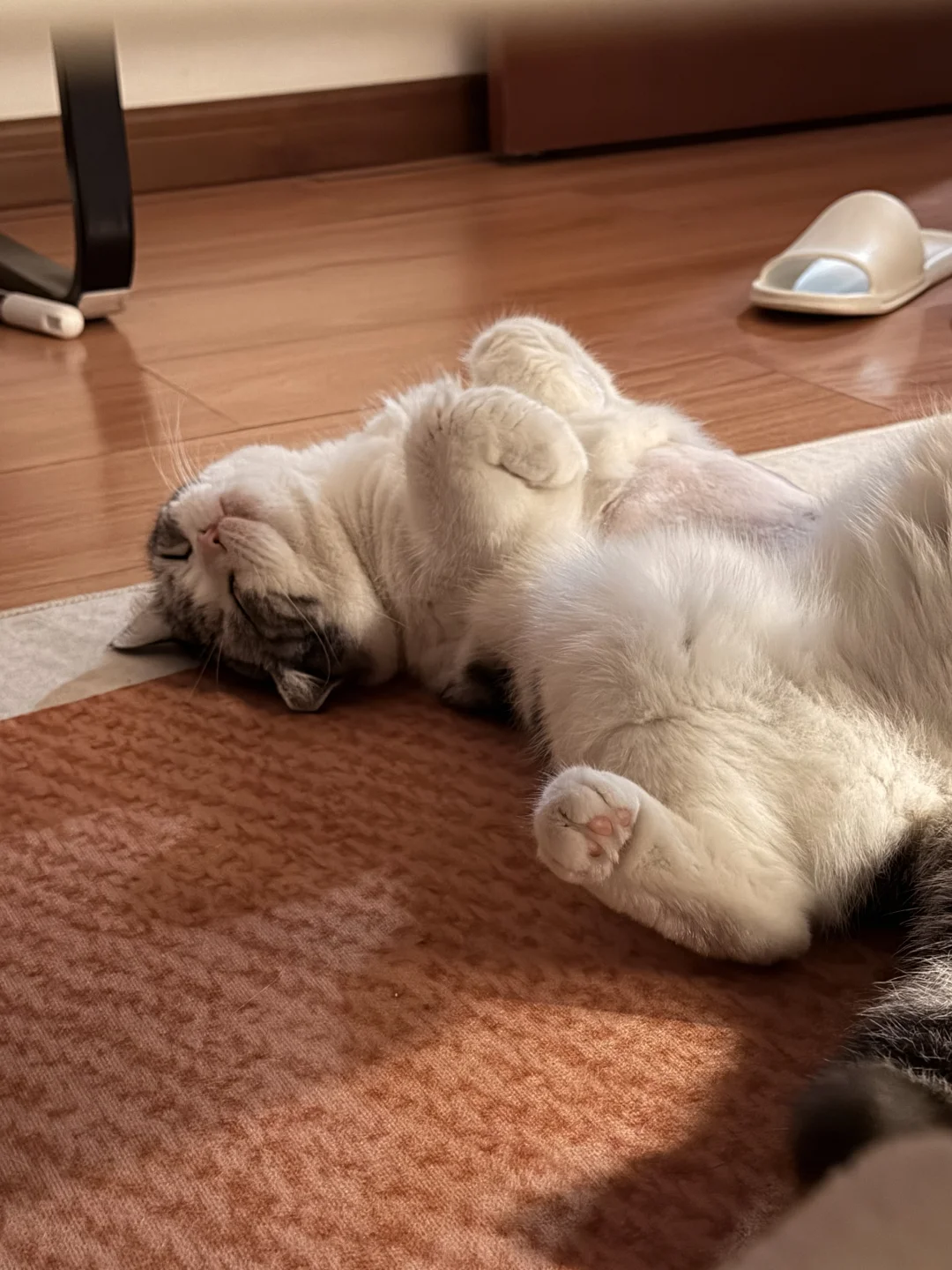 永远迷恋小猫咪松软的肚皮～