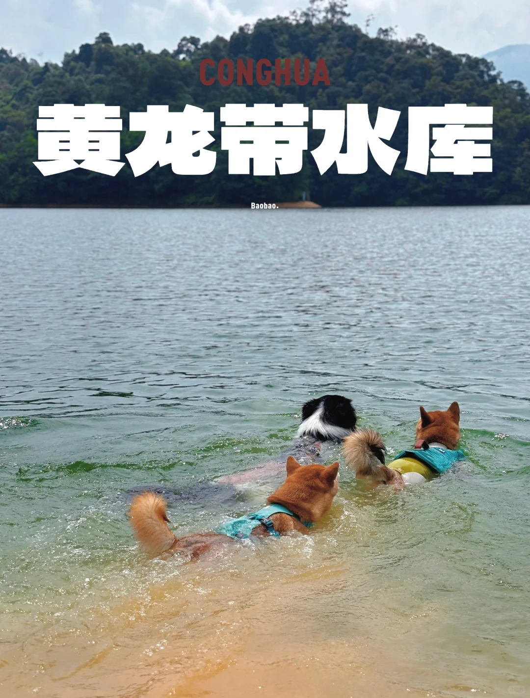 一天拥有三重快乐的出行 小狗们又幸福了