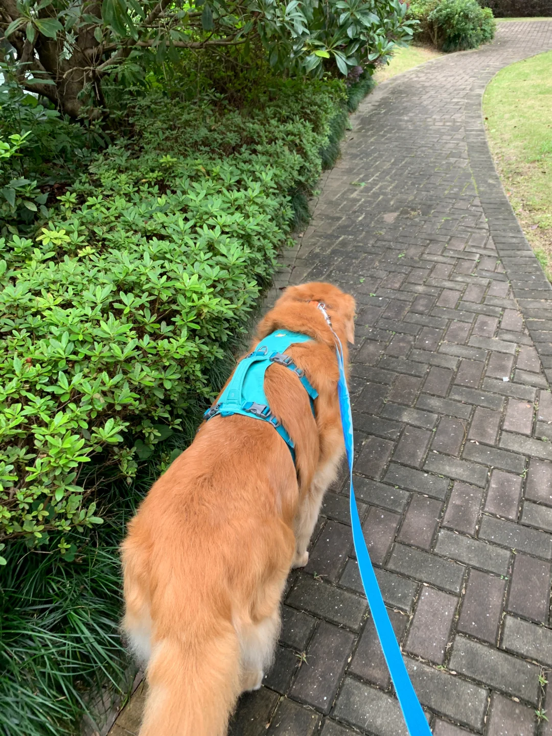 慢悠悠走了20分钟😘🐾🌿